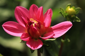 红色野生大丽花摄影图片